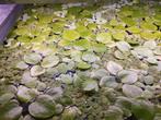 Amazone kikkerbeet, Linobium Leavigatum, drijfplant, Ophalen, Zo goed als nieuw, Plant(en), Steen of Hout