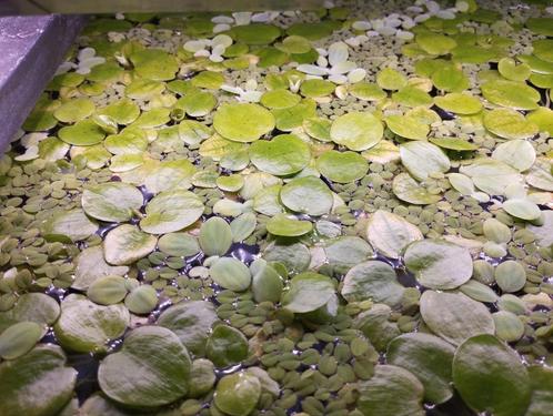 Amazone kikkerbeet, Linobium Leavigatum, drijfplant, Dieren en Toebehoren, Vissen | Aquaria en Toebehoren, Zo goed als nieuw, Plant(en), Steen of Hout