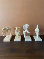 Anatomische Modellen - Rug, Knie, Heup en Schouder, Ophalen of Verzenden