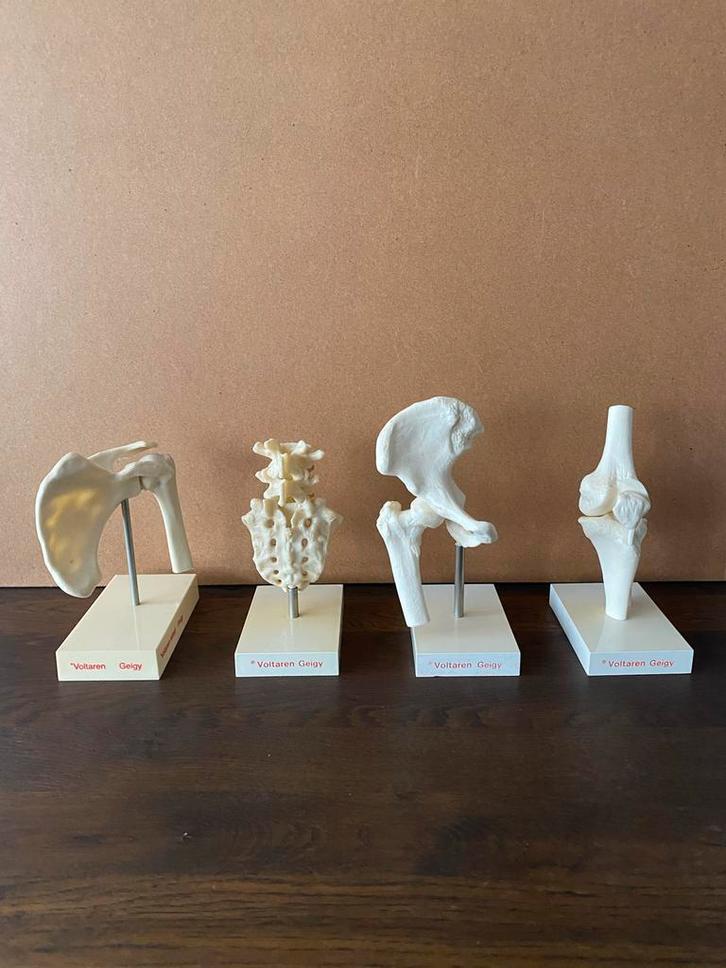 Anatomische Modellen - Rug, Knie, Heup en Schouder, Antiek en Kunst, Curiosa en Brocante, Ophalen of Verzenden