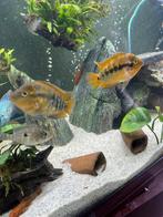 Trio regenboog cichliden te koop, Vis
