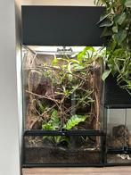 Terrarium, Dieren en Toebehoren, Reptielen en Amfibieën | Toebehoren, Ophalen, Zo goed als nieuw, Terrarium of Paludarium