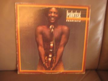 Noel Pointer – Phantazia beschikbaar voor biedingen