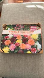 Dahlia bloembollen mix, Tuin en Terras, Bloembollen en Zaden, Ophalen, Voorjaar, Volle zon, Bloembol