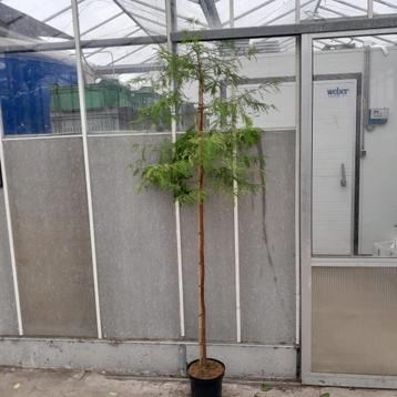 Moerascipres | Taxodium distichum  beschikbaar voor biedingen