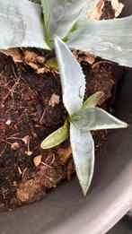 Agave stekken, Ophalen, Overige soorten, Minder dan 100 cm
