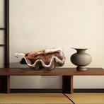 Giant Clam Shell – Mossel – Schelp Lengte 71 cm, Ophalen, Nieuw, Overige typen