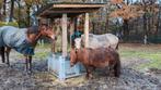 Bijrijder/verzorger gezocht, Dieren en Toebehoren, A pony (tot 1.17m), Recreatiepony, 0 tot 2 jaar