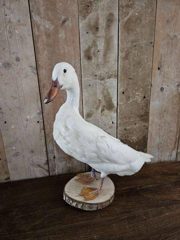 opgezette witte eend ``WOONWINKEL RUSTIEK``, Verzamelen, Dierenverzamelingen, Ophalen of Verzenden, Gebruikt, Vogel, Opgezet dier
