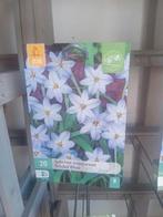 Ipheion, Ophalen of Verzenden, Volle zon