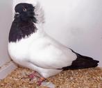 gezocht: nonduif, Dieren en Toebehoren, Vogels | Duiven, Vrouwelijk, Overige soorten