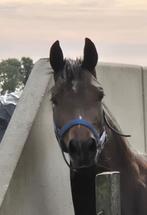 Allround D pony, Dieren en Toebehoren, Pony's, Merrie, B, Gechipt, Springpony