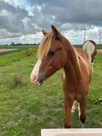Welsh b hengst. Kan in opfok blijven, Dieren en Toebehoren, Minder dan 160 cm, Gechipt, Dressuurpaard, 0 tot 2 jaar