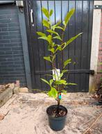 Magnolia Soulangeana, Ophalen of Verzenden, Overige soorten, Minder dan 100 cm