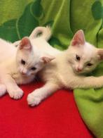 Super lief wit katertje, Dieren en Toebehoren, Kater, Kortharig, 0 tot 2 jaar