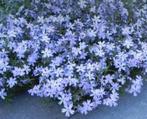 Kruipende phlox, Vaste plant, Ophalen of Verzenden, Lente, Volle zon