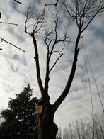 Boom verwijderen, kappen,  tuin leeg halen, Ophalen of Verzenden