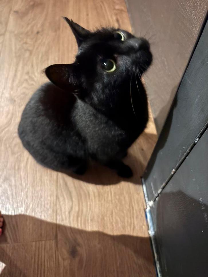 Lieve zwarte kat, Dieren en Toebehoren, Katten en Kittens | Overige Katten, Poes