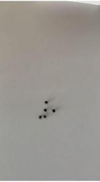 Euphorbia leuconeura zaden, Tuin en Terras, Planten | Tuinplanten, Overige soorten, Vaste plant, Ophalen of Verzenden, Bloeit niet