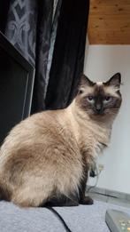 Ragdoll poes, Poes, Gechipt, 0 tot 2 jaar