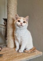 Prachtige brits/britse korthaar katertje met stamboom, Dieren en Toebehoren, Katten en Kittens | Raskatten | Korthaar, Kater, Gechipt