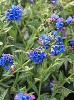 Longkruid (Pulmonaria longifolia 'E.B. Anderson'), Ophalen of Verzenden, Overige soorten, Volle zon