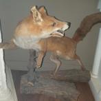 Verzameling opgezette dieren, Verzamelen, Dierenverzamelingen, Ophalen of Verzenden, Zo goed als nieuw, Beeldje of Figuurtje