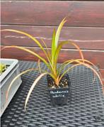 Pandanus Utilis te koop aangeboden!, Tuin en Terras, Ophalen, Zomer, Vaste plant, Volle zon