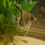 2 x gestreepte jonge maanvissen 5 cm samen voor €7, Vis, Zoetwatervis