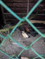 Gratis afhalen twee hennen en de en haan, Meerdere dieren, Kip