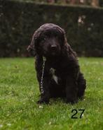 Prachtige Bernedoodle pup., Poedel, Reu, 8 tot 15 weken, CDV (hondenziekte)