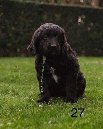 Prachtige Bernedoodle pup. beschikbaar voor biedingen