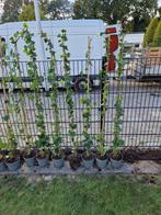 Klimop - Hedera Helix, Tuin en Terras, Ophalen, Bloeit niet, Klimplanten, Halfschaduw