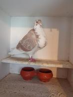 Duif, Dieren en Toebehoren, Vogels | Duiven, Vrouwelijk, Kropper