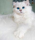 British Longhair Dekkater – Britse Kat | BLH ns 11 33