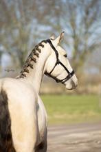 Te koop mooie knappe 3 jarige Lusitano ruin, Dieren en Toebehoren, Paarden, Ruin, 3 tot 6 jaar