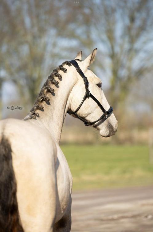 Te koop mooie knappe 3 jarige Lusitano ruin, Dieren en Toebehoren, Paarden, Ruin, 3 tot 6 jaar
