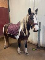 Ps of Sweden - Wine “commander-in-Chief” zadeldek dekje, Ophalen of Verzenden, Dressuur