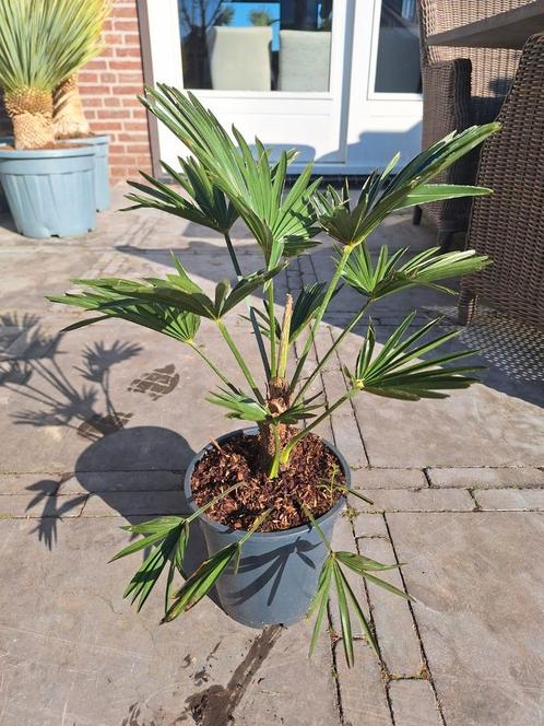 Trachycarpus Wagnerianus, winterharde palmboom, Tuin en Terras, Planten | Tuinplanten, Overige soorten, Volle zon, Zomer, Ophalen