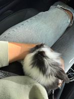 Dwergkonijn, Dieren en Toebehoren, Mannelijk, Dwerg