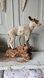 Taxidermie. Opgezet geitje, Ophalen of Verzenden, Zo goed als nieuw, Opgezet dier