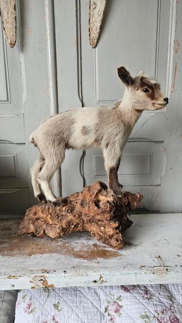 Taxidermie. Opgezet geitje  beschikbaar voor biedingen