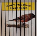 F1 kapoetsensijs x kanarie bastaard, Mannelijk, Geringd