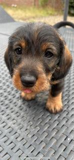 Ruwhaar teckel pup (alleen bellen), Dieren en Toebehoren, Honden | Teckels en Dashonden, Standaard, Reu, 8 tot 15 weken, Eén hond