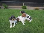 Te koop Jack Russell pups, Particulier, Rabiës (hondsdolheid), Meerdere, 8 tot 15 weken