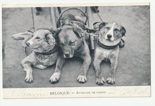 Trekhonden hondenkar België Attelage de chiens begin 1900, Verzamelen, Ansichtkaarten | Dieren, Voor 1920, Hond of Kat, Verzenden