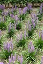 Liriope muscari Moneymaker XXL planten (Leliegras), Tuin en Terras, Planten | Tuinplanten, Volle zon, Vaste plant, Zomer, Ophalen