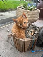 Kittens, Dieren en Toebehoren, Katten en Kittens | Raskatten | Korthaar, Meerdere dieren