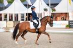 Z2 Dressuur Fantastische pony, Dieren en Toebehoren, Pony's, ZZ, Gechipt, Ruin, Dressuurpony