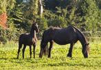 Fries hengstveulen te koop!LAAGVERWANTNieuw paard  18 08, Dieren en Toebehoren, Paarden, Hengst, Gechipt, 0 tot 2 jaar